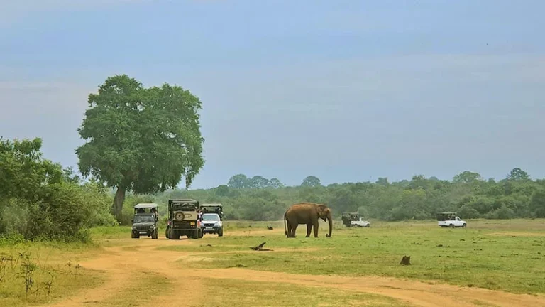 Discover the Ultimate Sri Lankan Wildlife Adventure with a Yala National Park Jeep Safari